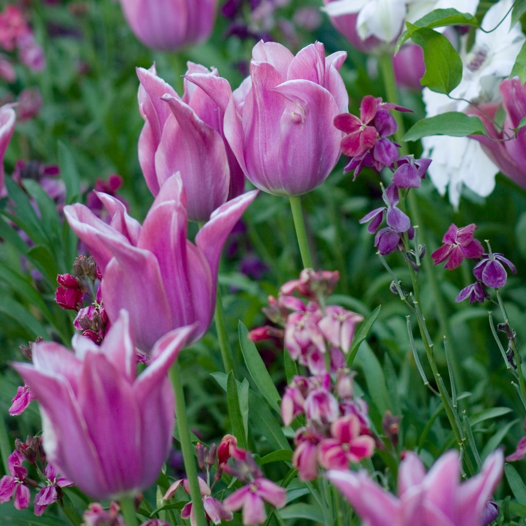 Tulipe Fleur de Lis Ballade
