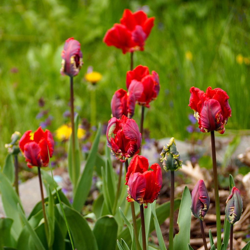 Tulipe Perroquet Rococo