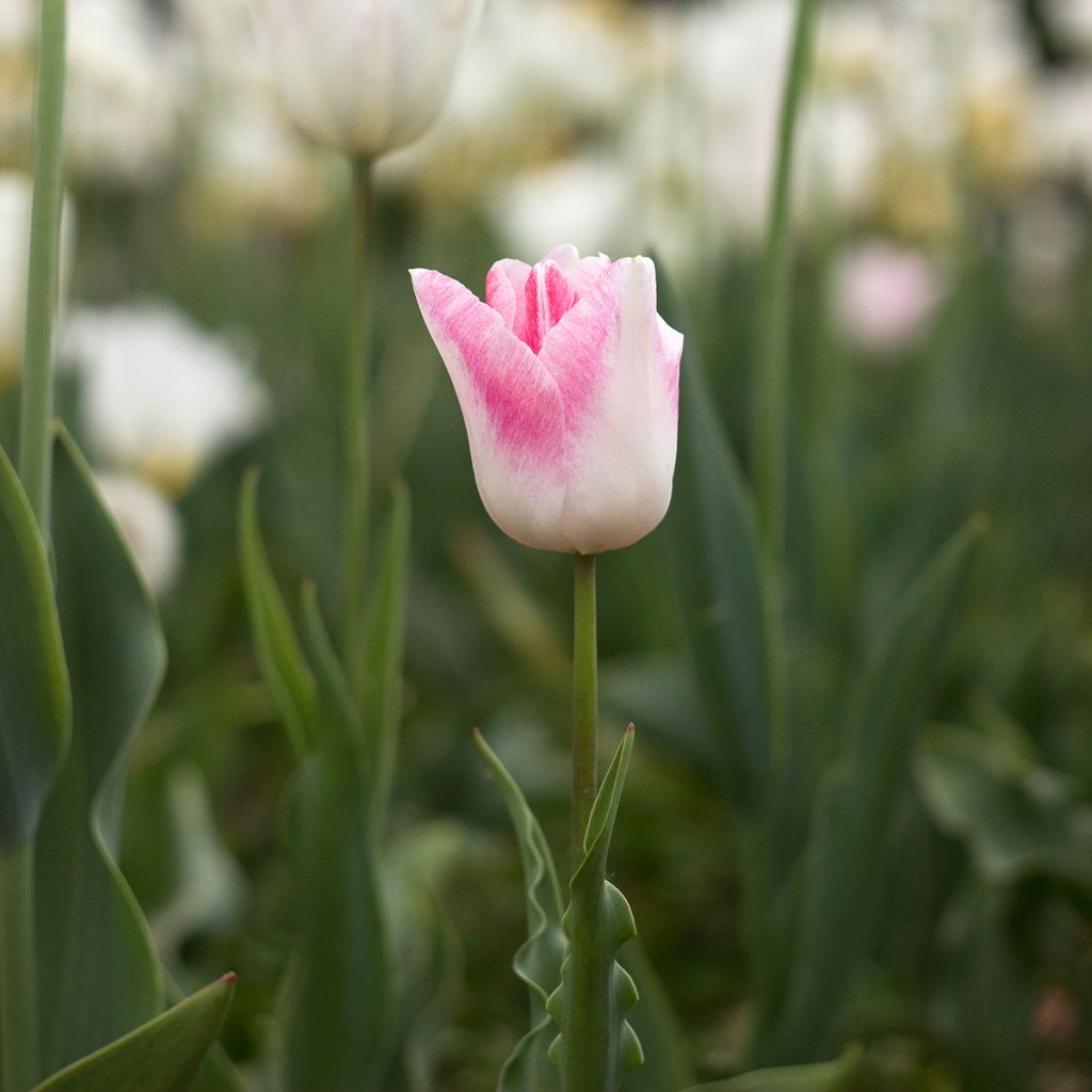 Tulipe Triomphe Kyoko Takahashi