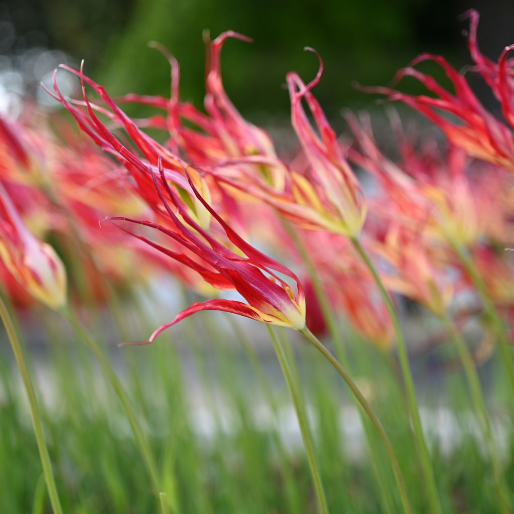 Tulipe botanique acuminata - Tulipe cornue