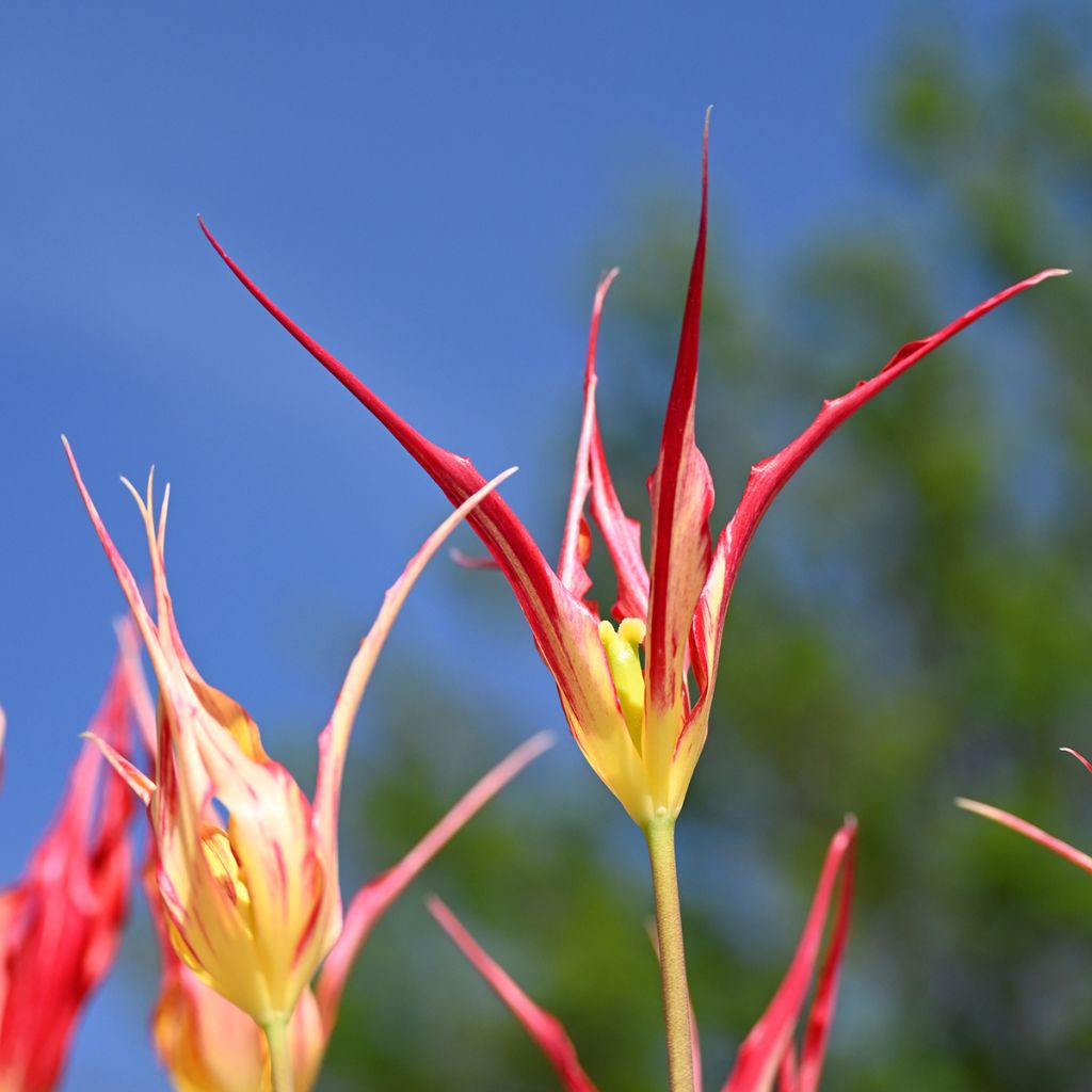 Tulipe botanique acuminata - Tulipe cornue
