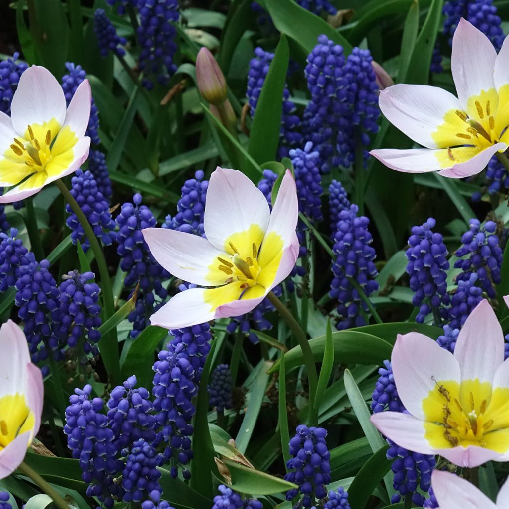 Tulipe botanique bakeri Lilac Wonder