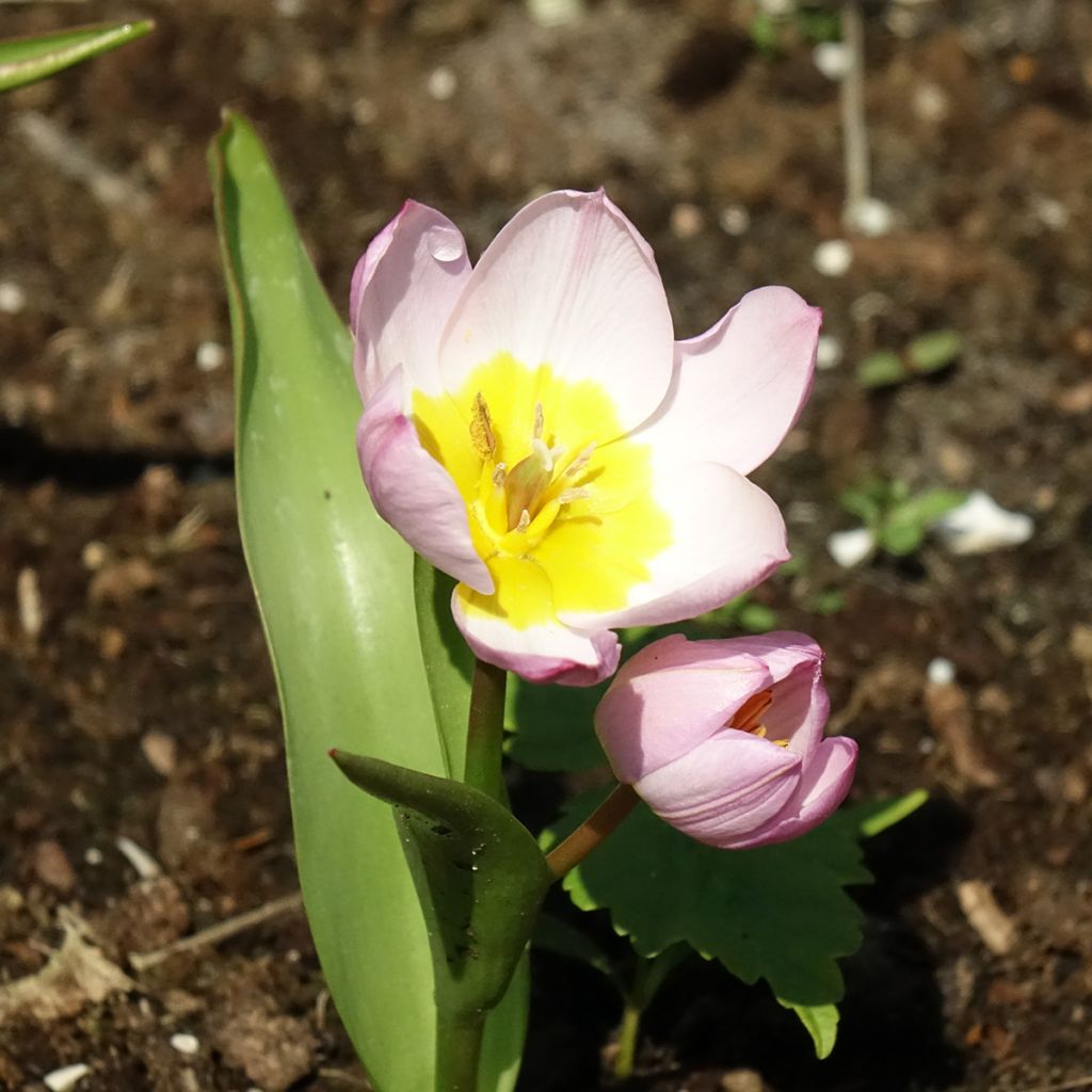 Tulipe botanique bakeri Lilac Wonder