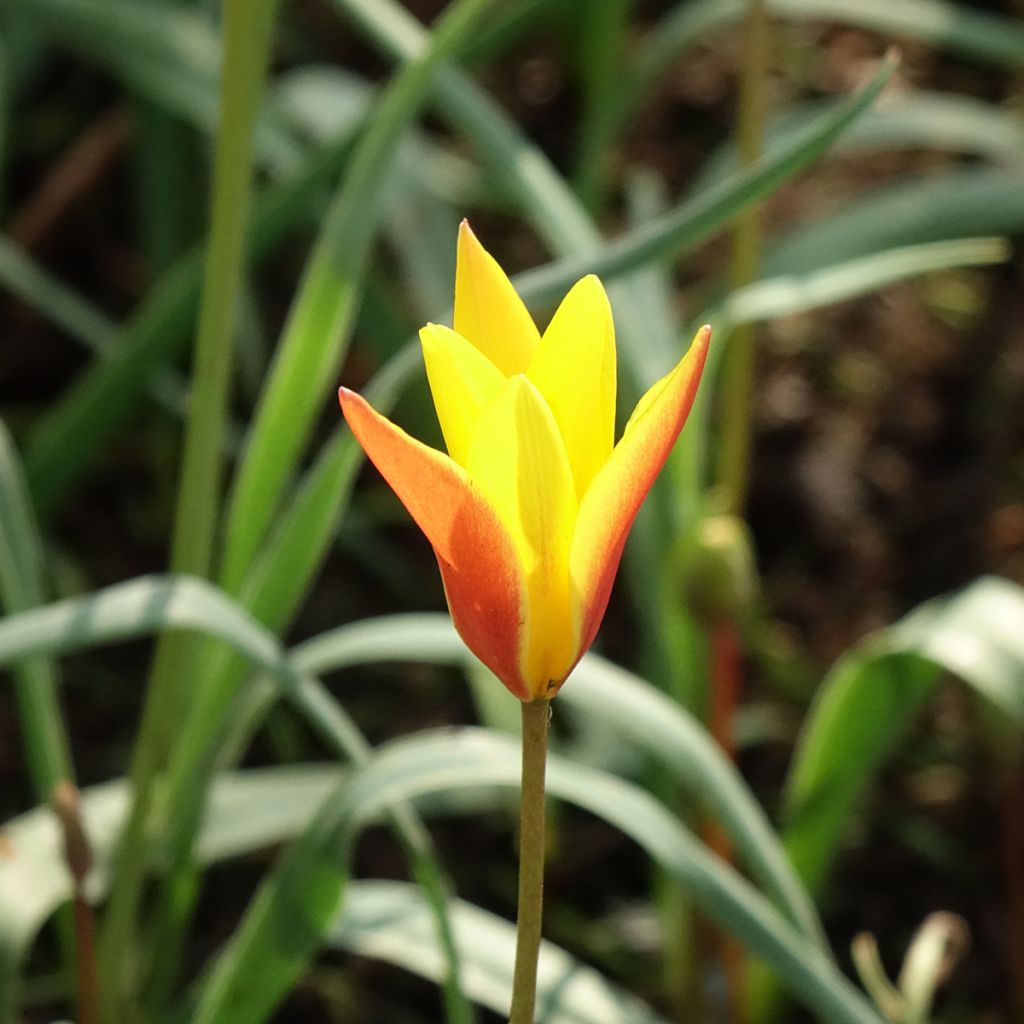 Tulipe botanique clusiana chrysantha Tubergen Gem