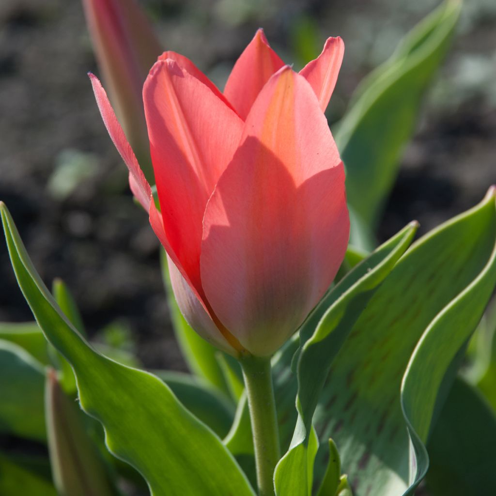 Tulipe botanique greigii Toronto