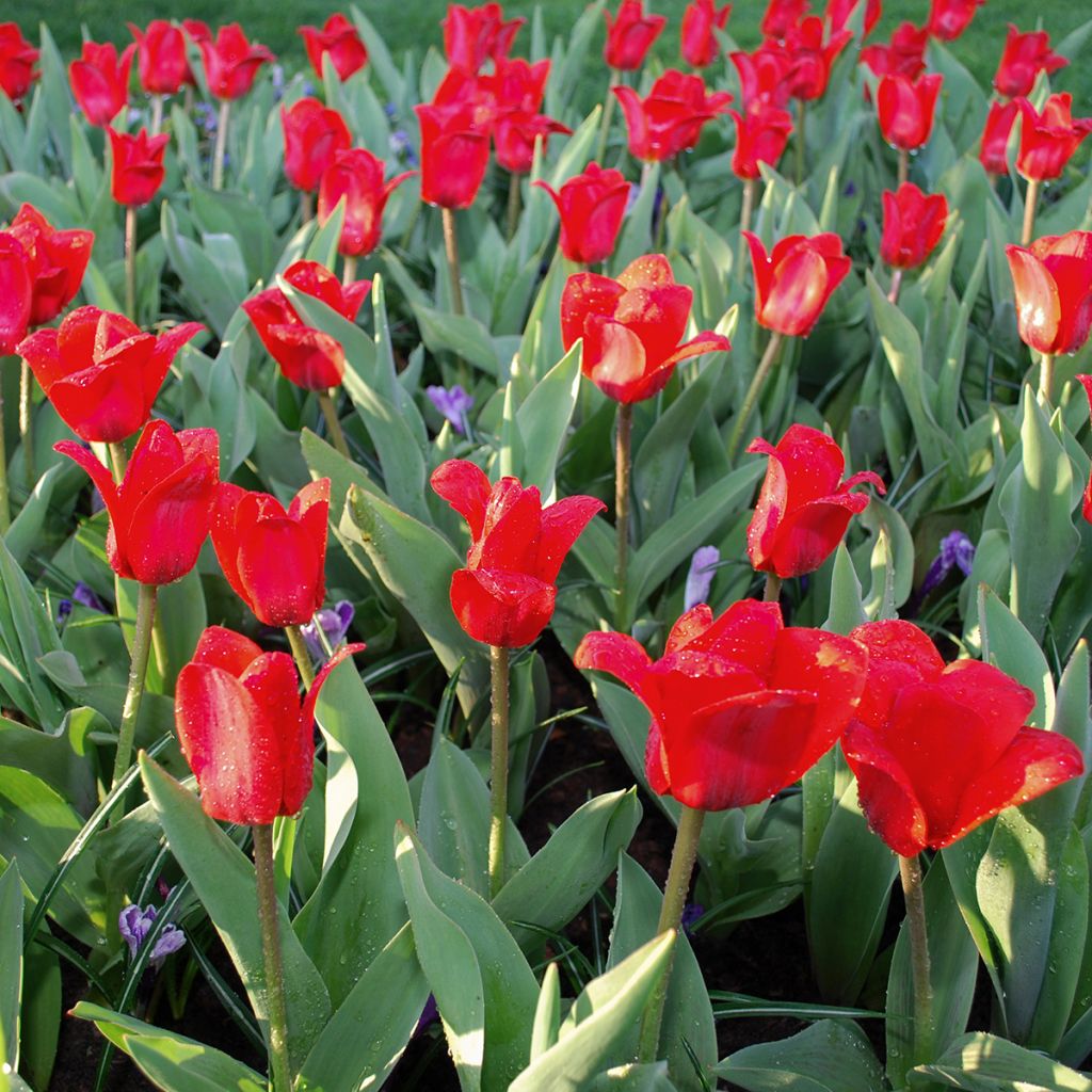 Tulipe botanique kaufmanniana Showwinner