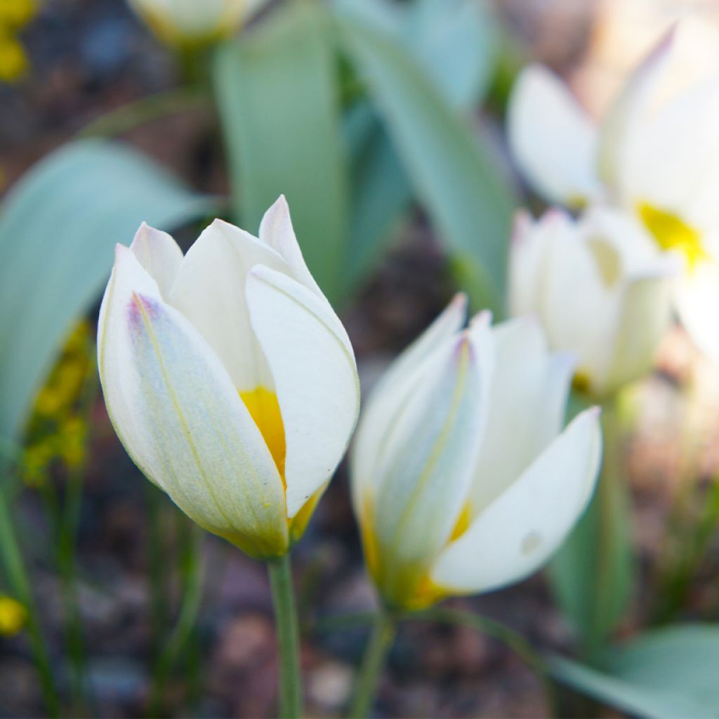 Tulipe botanique polychroma (biflora)