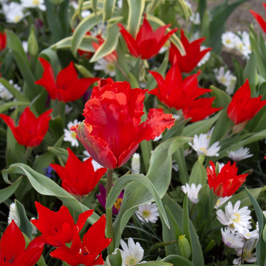 Tulipe botanique praestans Fusilier