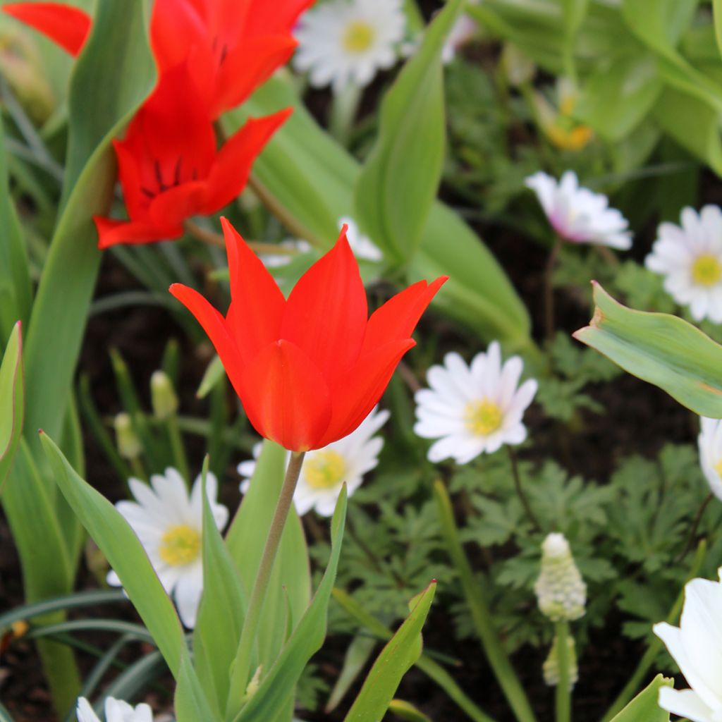 Tulipe botanique praestans Fusilier