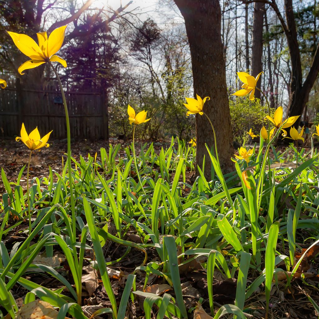 Tulipe botanique sylvestris