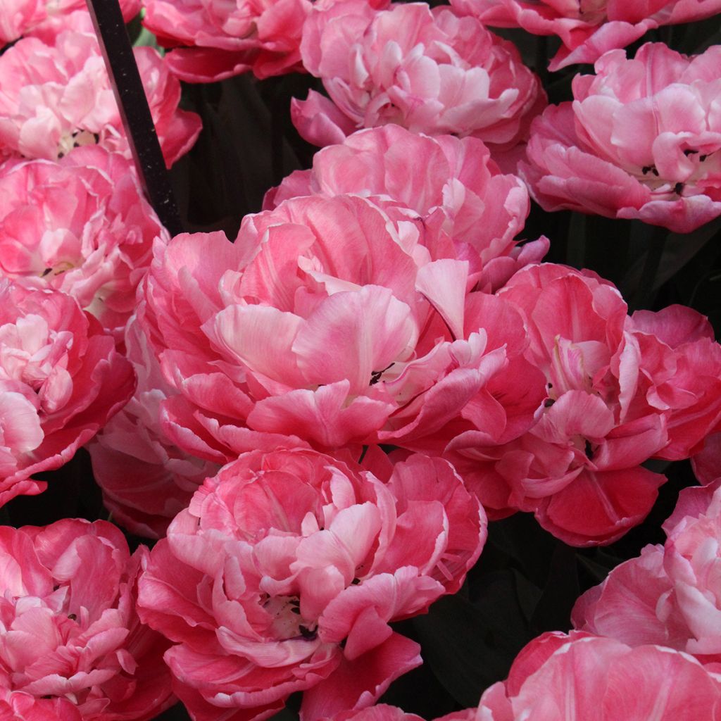 Tulipe double hâtive Foxtrot