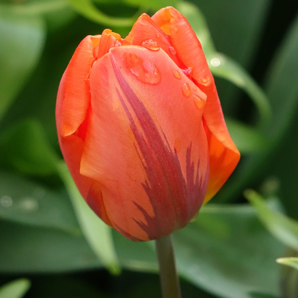 Tulipe double hâtive Hermitage