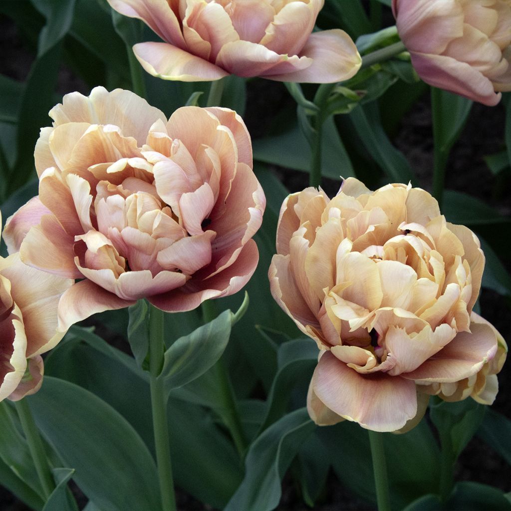 Tulipe double hâtive La Belle Epoque