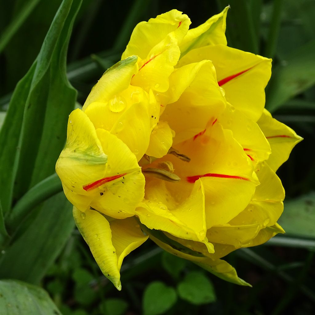 Tulipe double hâtive Monsella