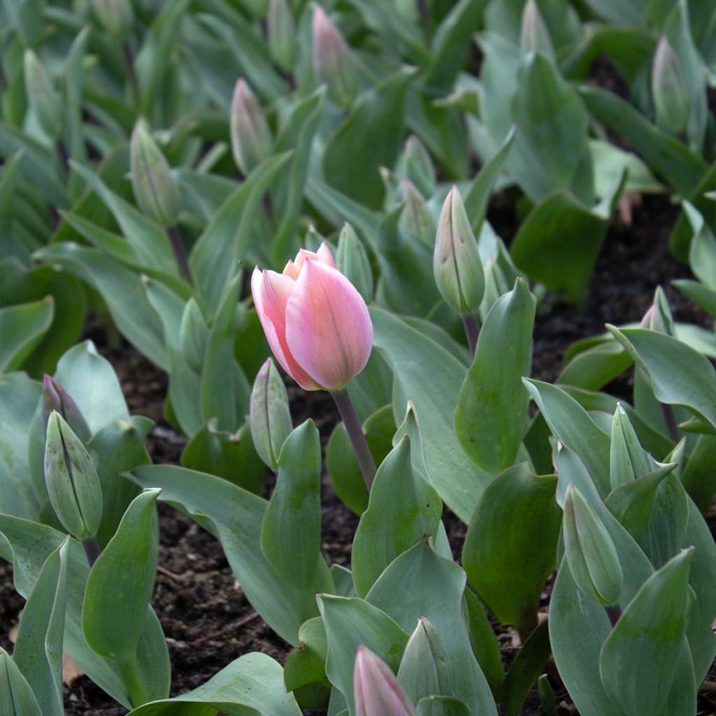 Tulipe fosteriana Albert Heijn