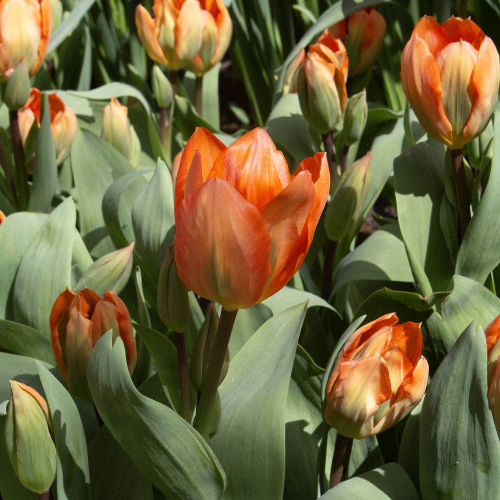 Tulipe fosteriana Orange Emperor