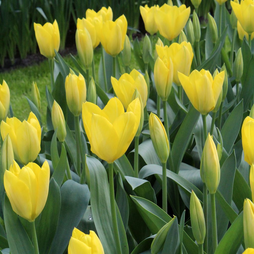 Tulipe fosteriana Sweetheart
