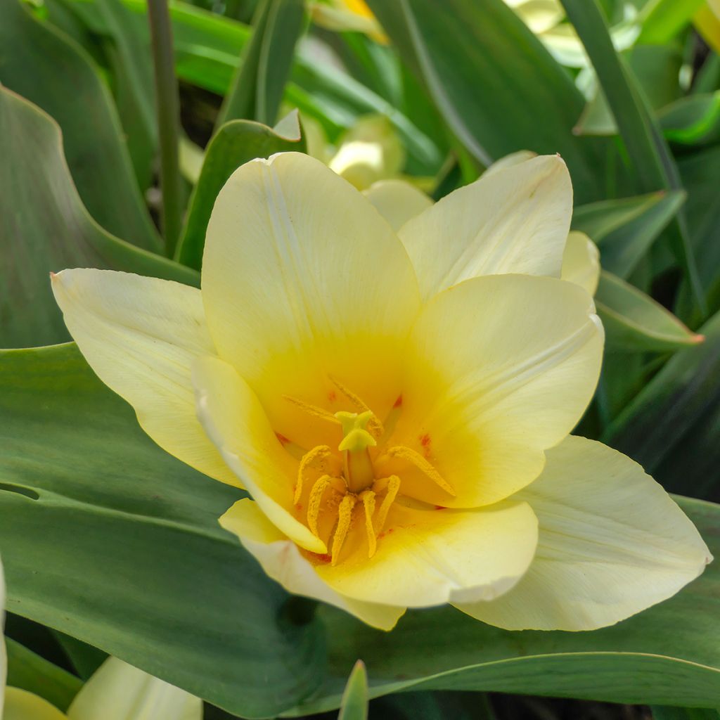 Tulipe botanique greigii White Fire