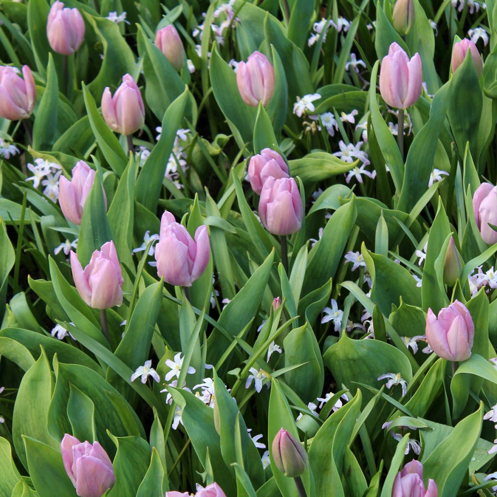 Tulipe simple hâtive Candy Prince