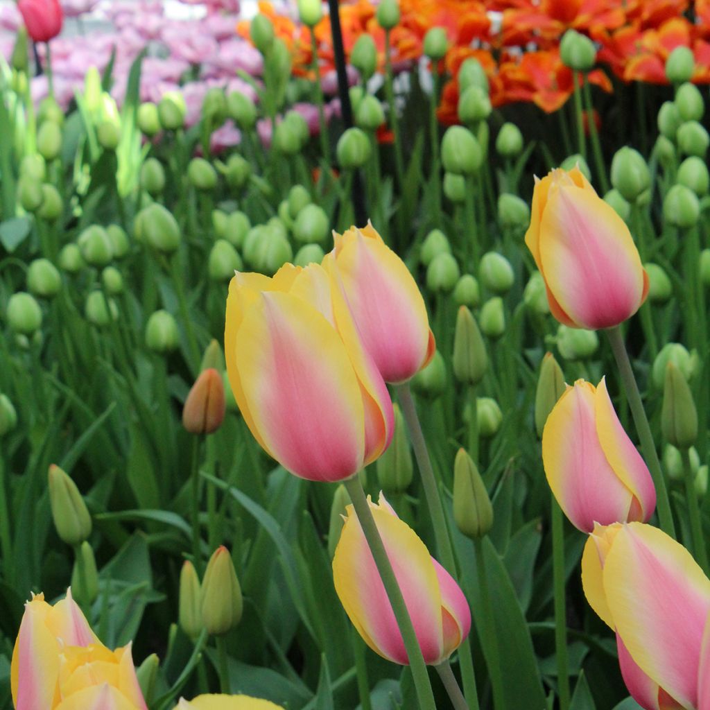 Tulipe simple tardive Blushing Lady