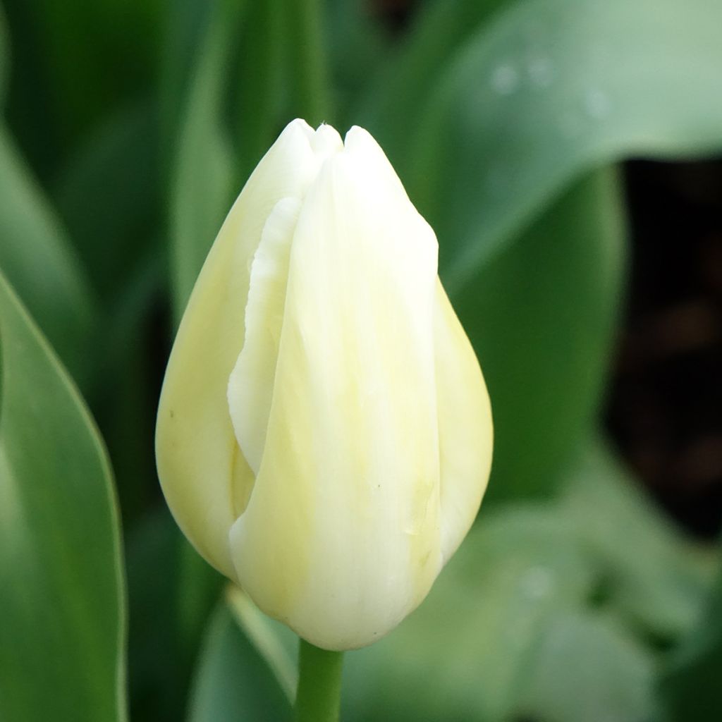 Tulipe simple tardive Maureen