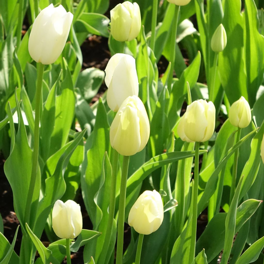 Tulipe simple tardive Maureen