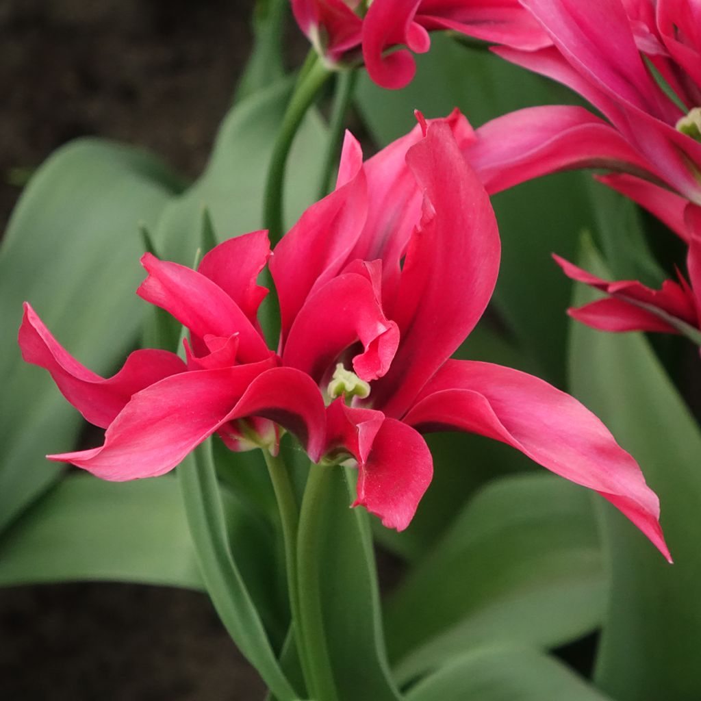 Tulipe viridiflora Doll's Minuet