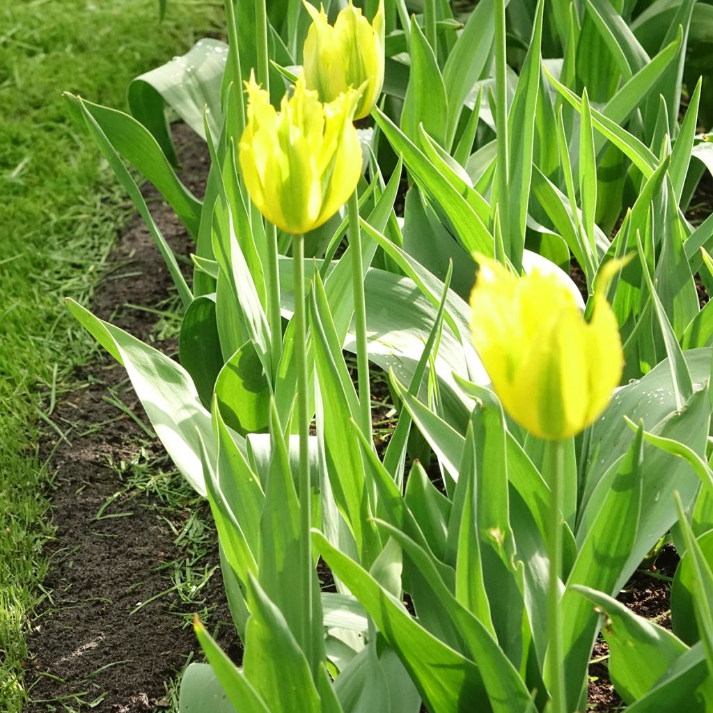 Tulipe viridiflora Green Mile