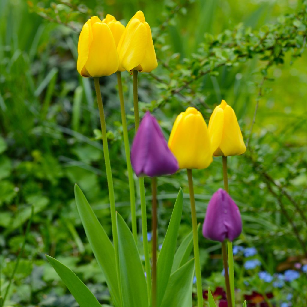 Tulipe Darwin Golden Apeldoorn