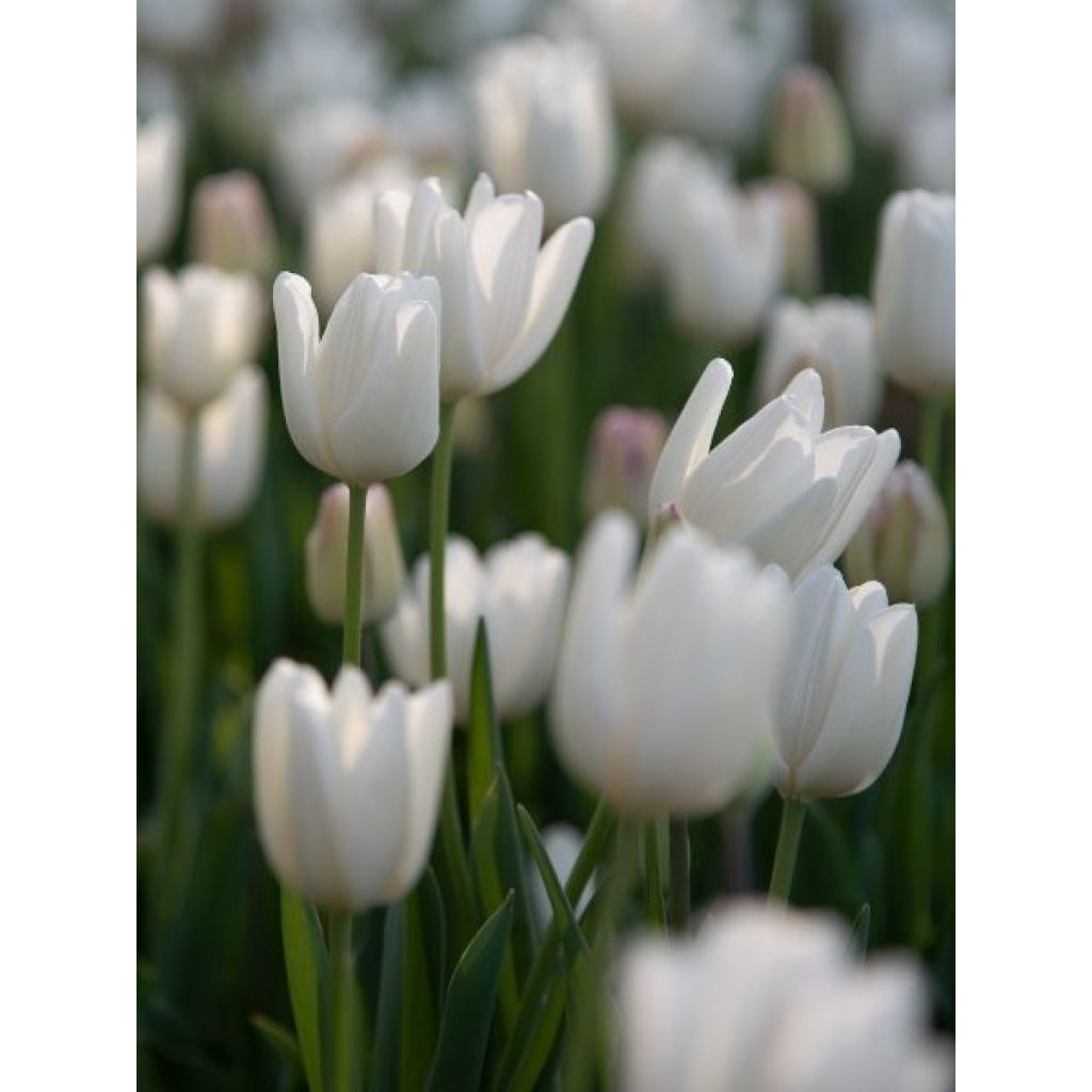 Tulipe Darwin Hakuun
