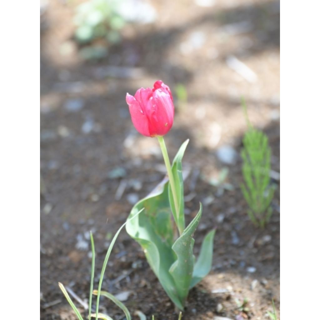 Tulipe Triomphe Barcelona