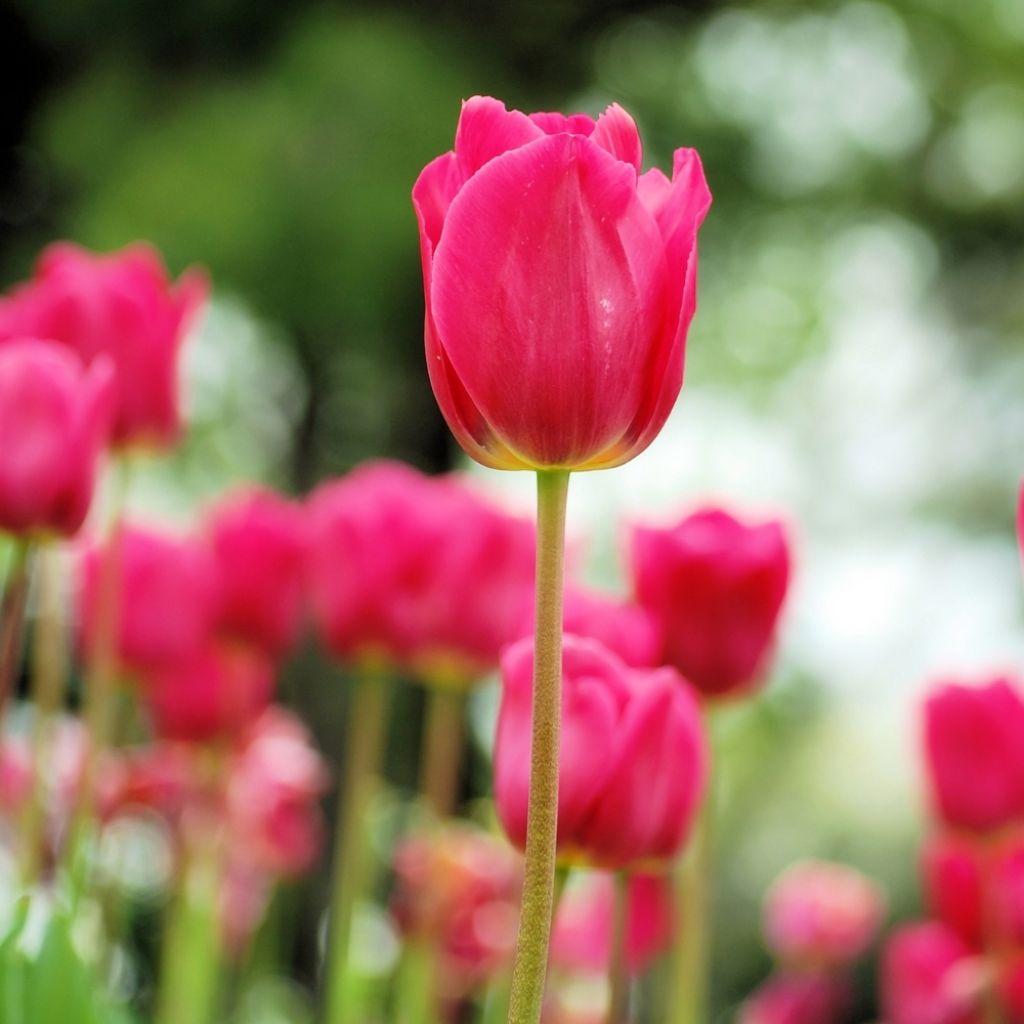 Tulipe Triomphe Barcelona