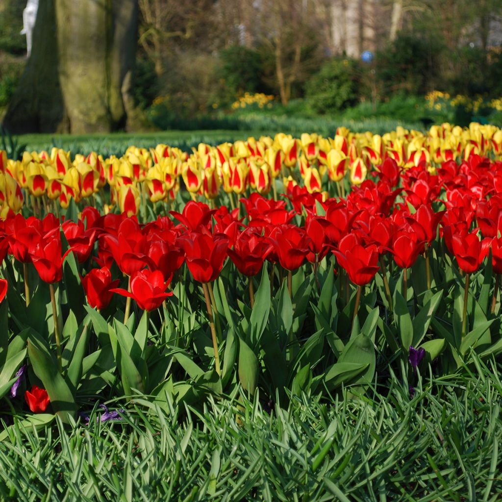 Tulipe botanique kaufmanniana Showwinner