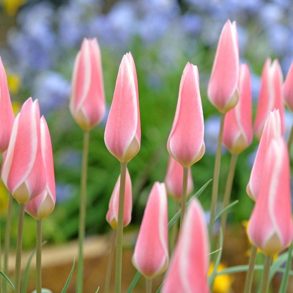 Tulipe botanique clusiana Lady Jane