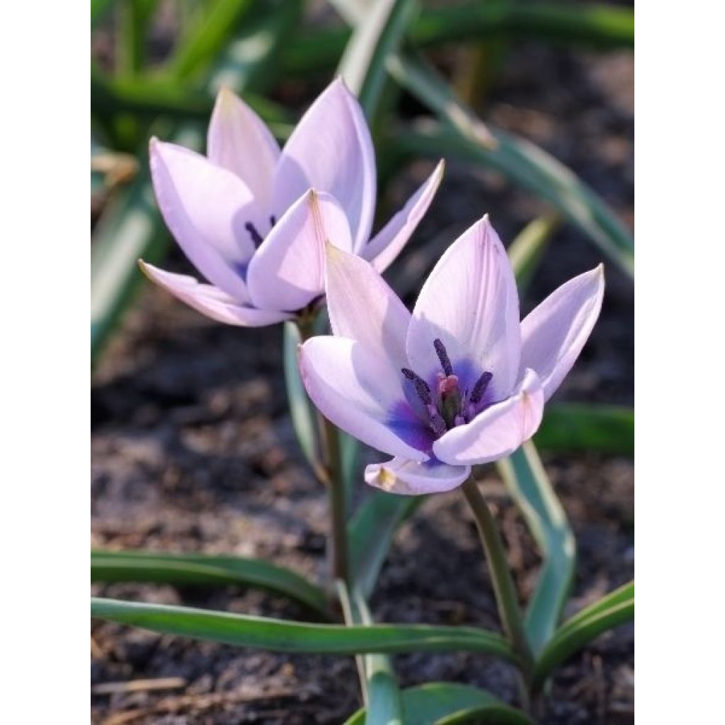 Tulipe botanique humilis Albo.Oculata