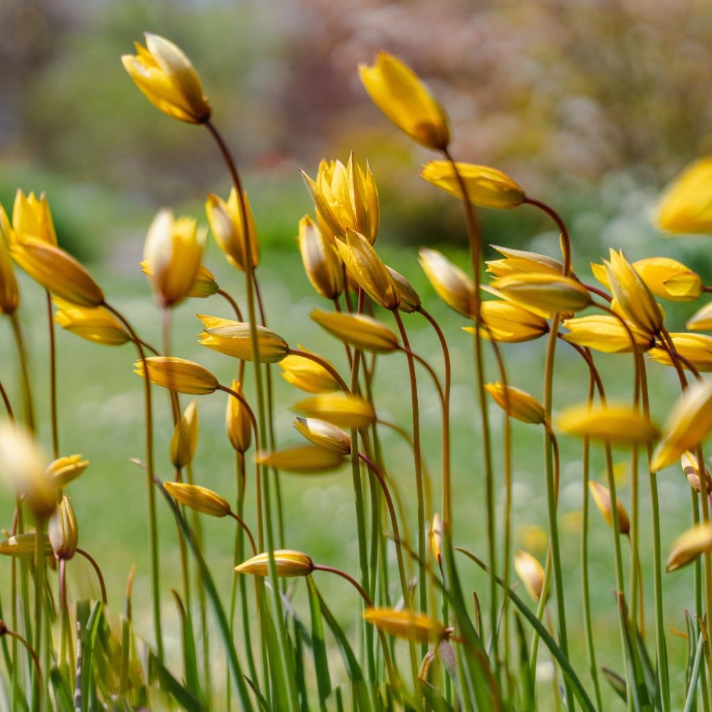 Tulipe botanique sylvestris