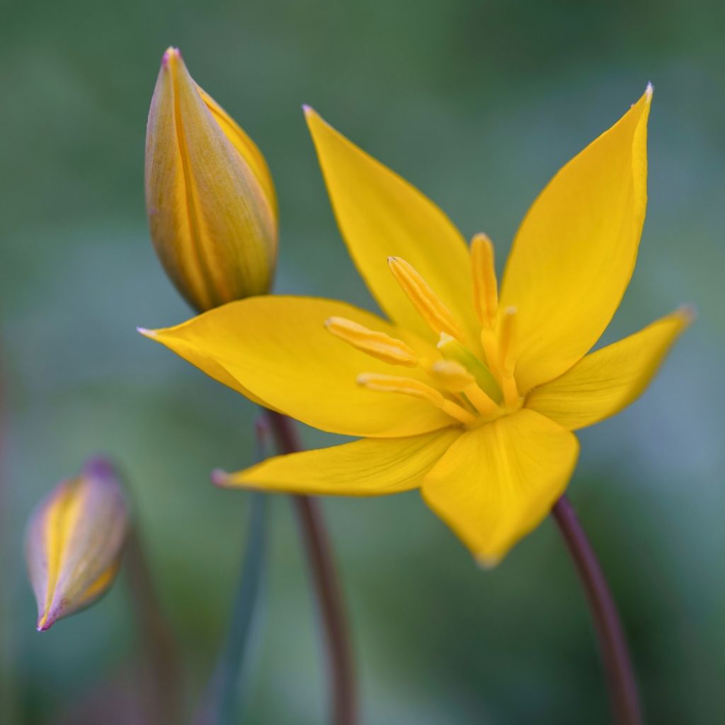 Tulipe botanique sylvestris