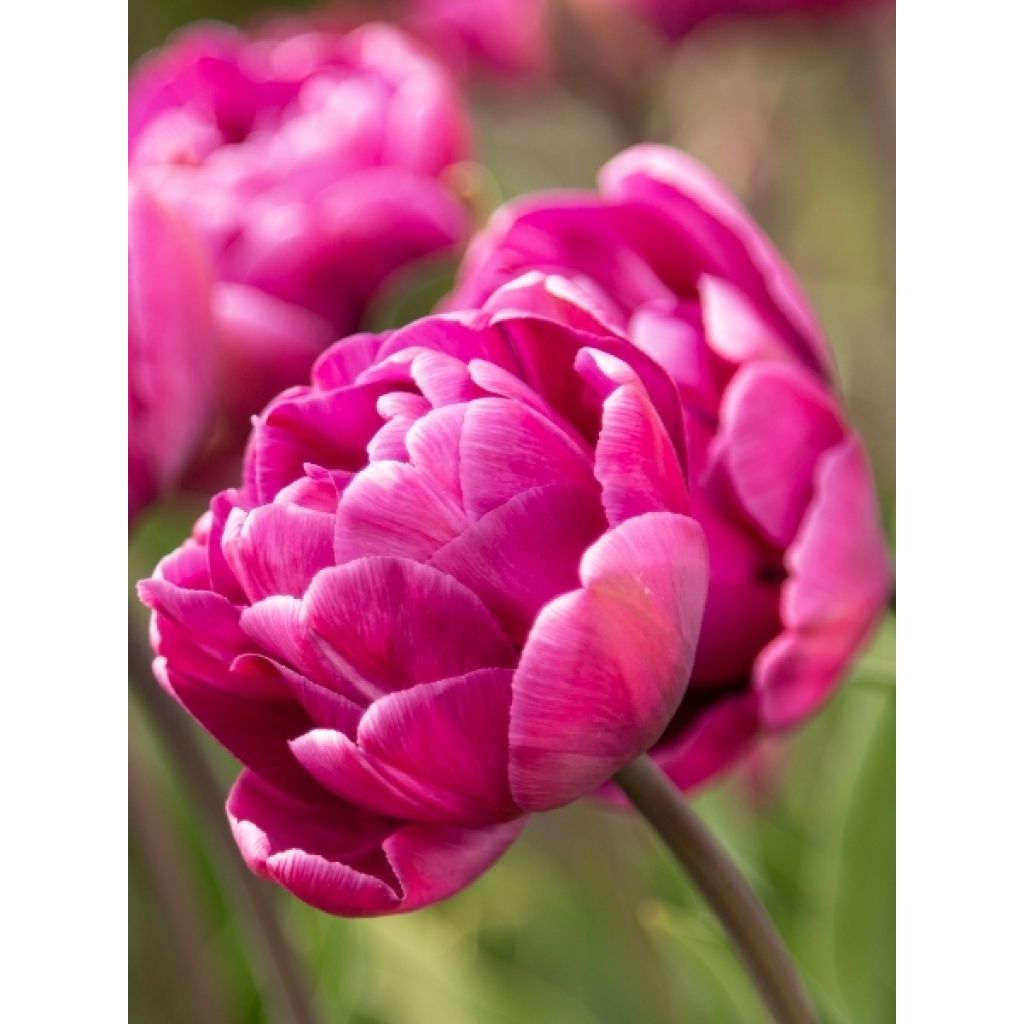 Tulipe double hâtive Royal Acres