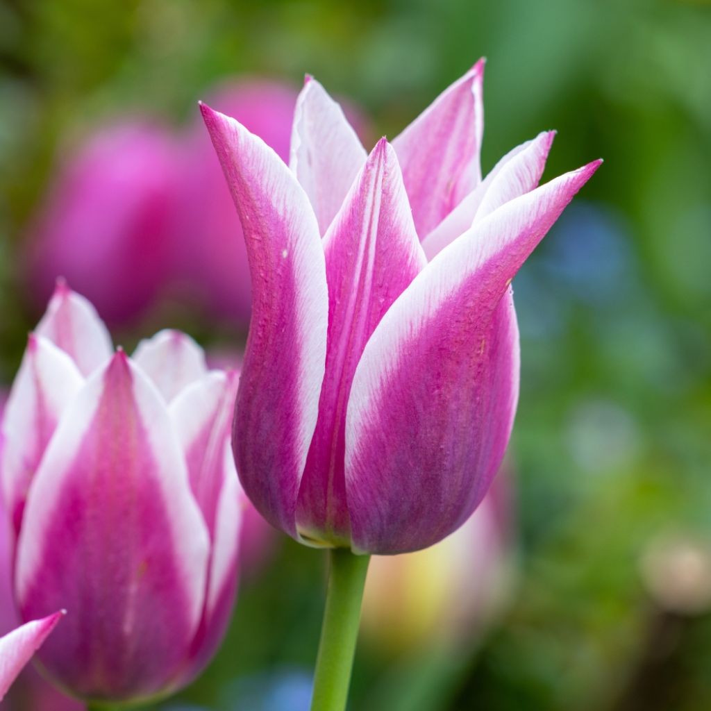 Tulipe Fleur de Lis Ballade