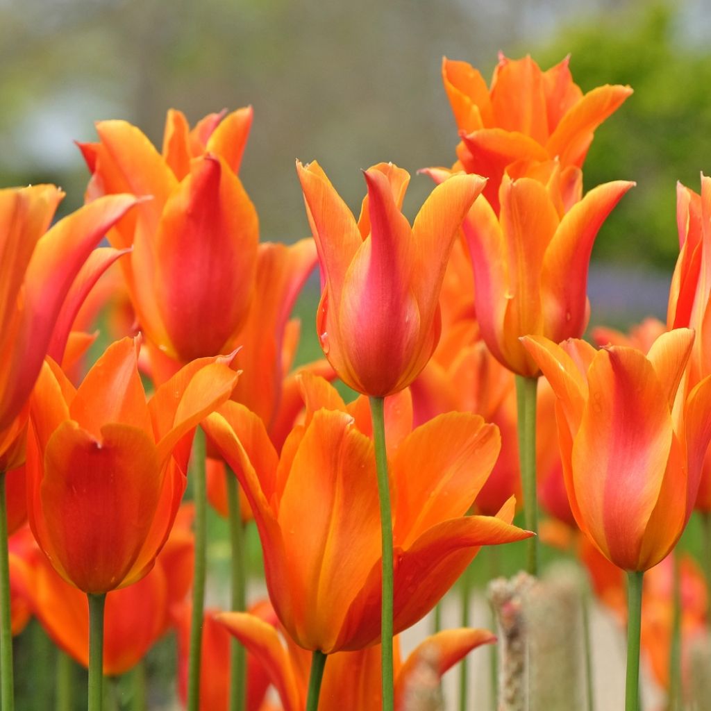 Tulipe Fleur de Lis Ballerina