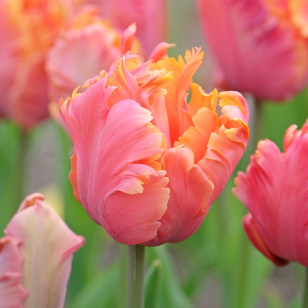 Tulipe perroquet Amazing Parrot