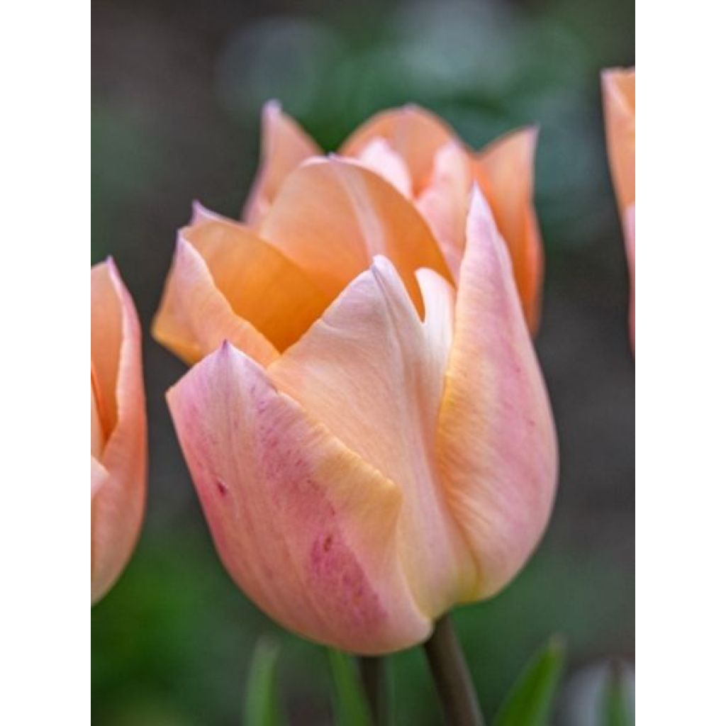 Tulipe simple hâtive Apricot Beauty