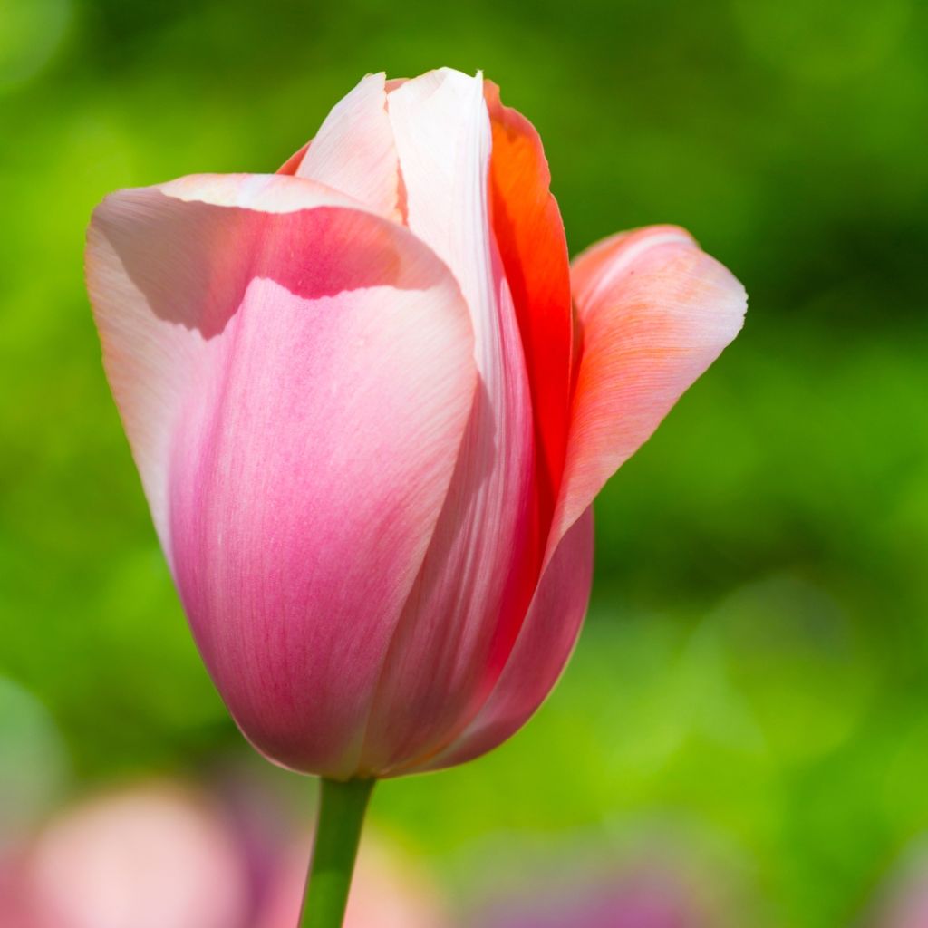 Tulipe simple tardive Menton