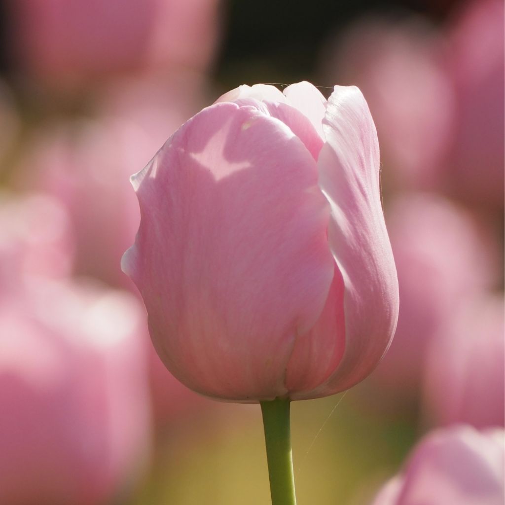 Tulipe simple tardive Pink Diamond