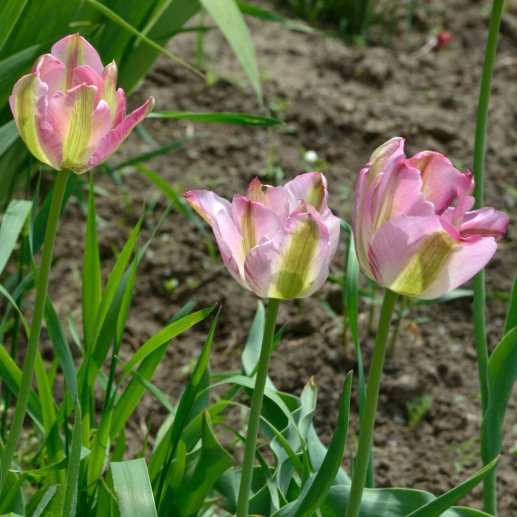 Tulipe viridiflora Groenland