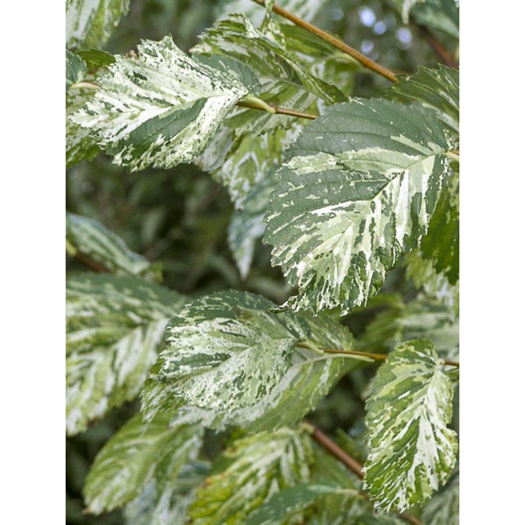 Ulmus minor Argenteovariegata - Orme champêtre panaché