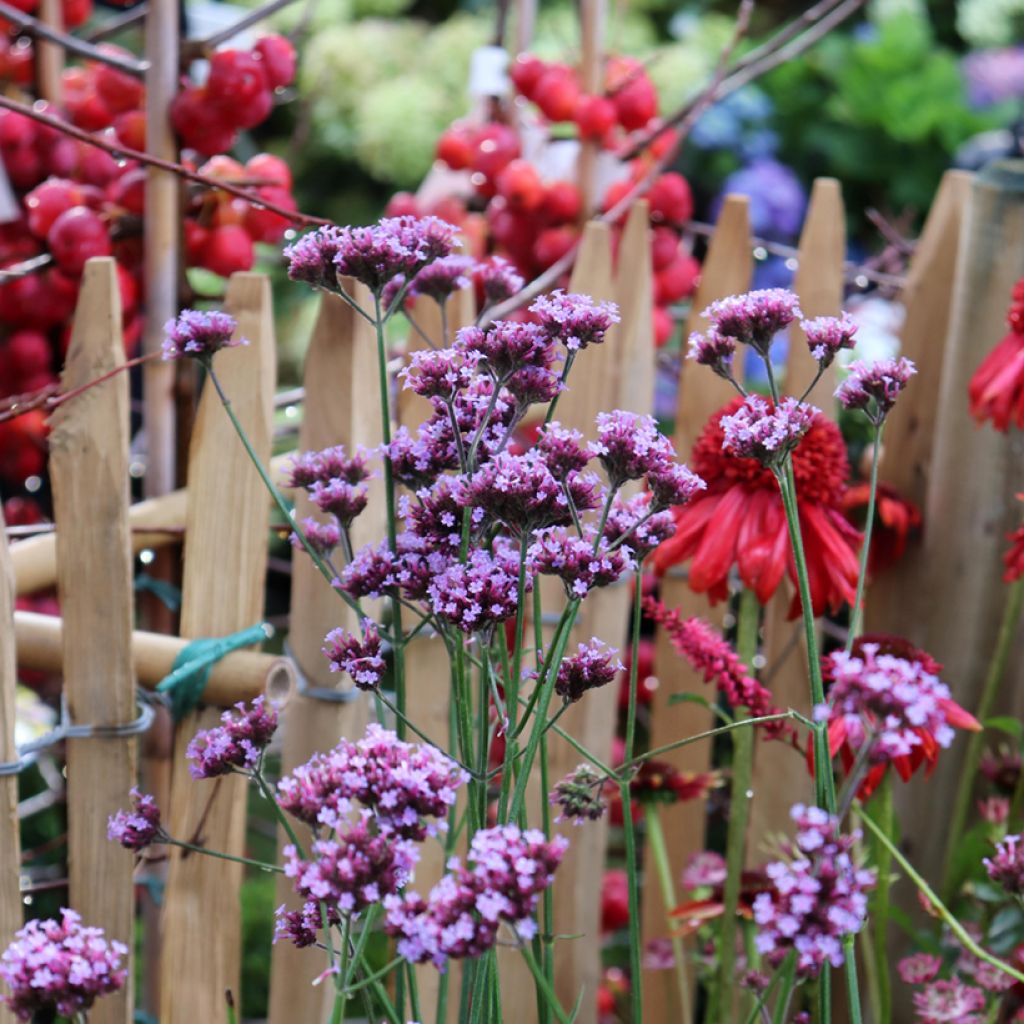 Verbena bonariensis - Verveine de Buenos Aires