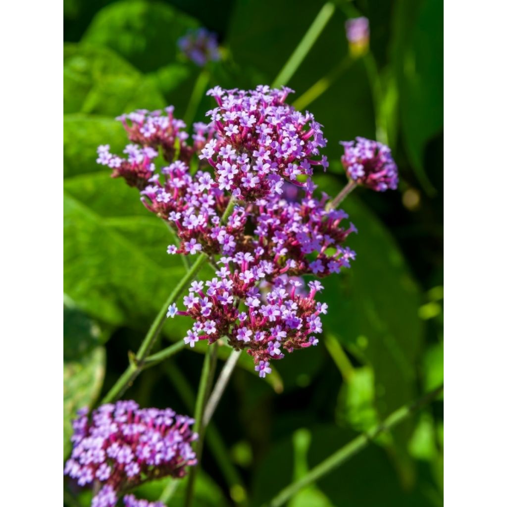 Verbena bonariensis - Verveine de Buenos Aires
