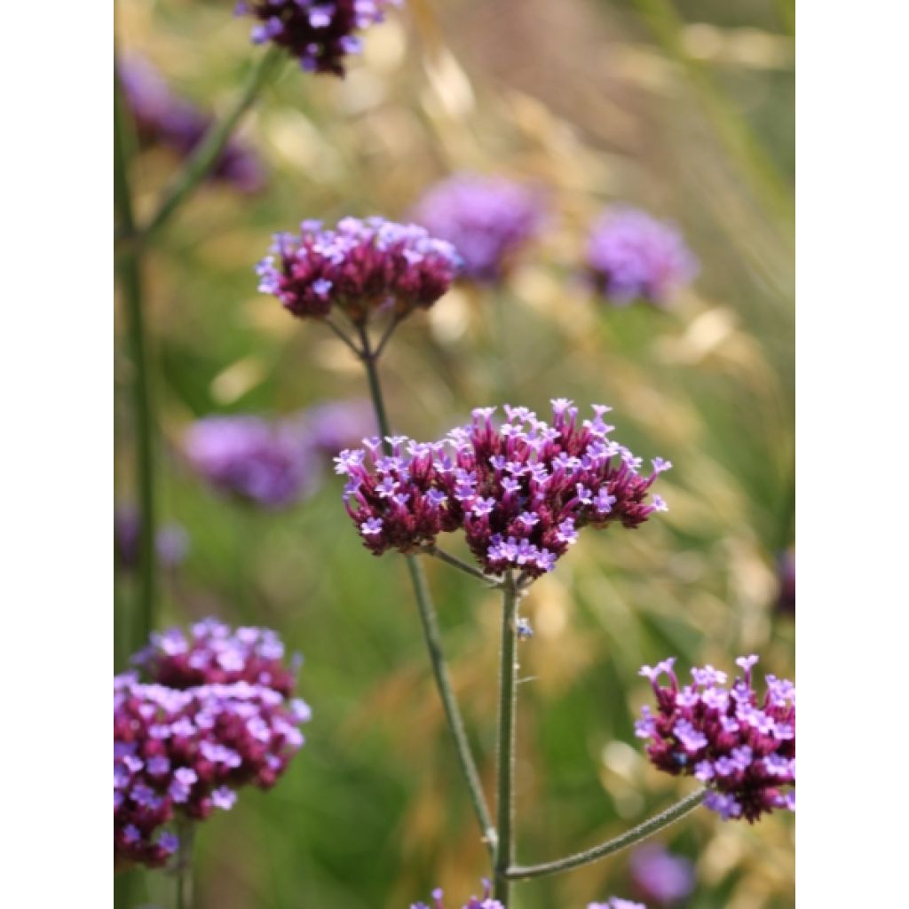 Verbena bonariensis - Verveine de Buenos Aires