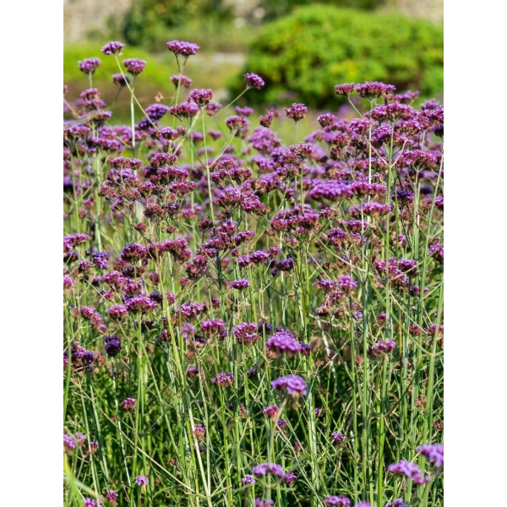 Verbena bonariensis - Verveine de Buenos Aires